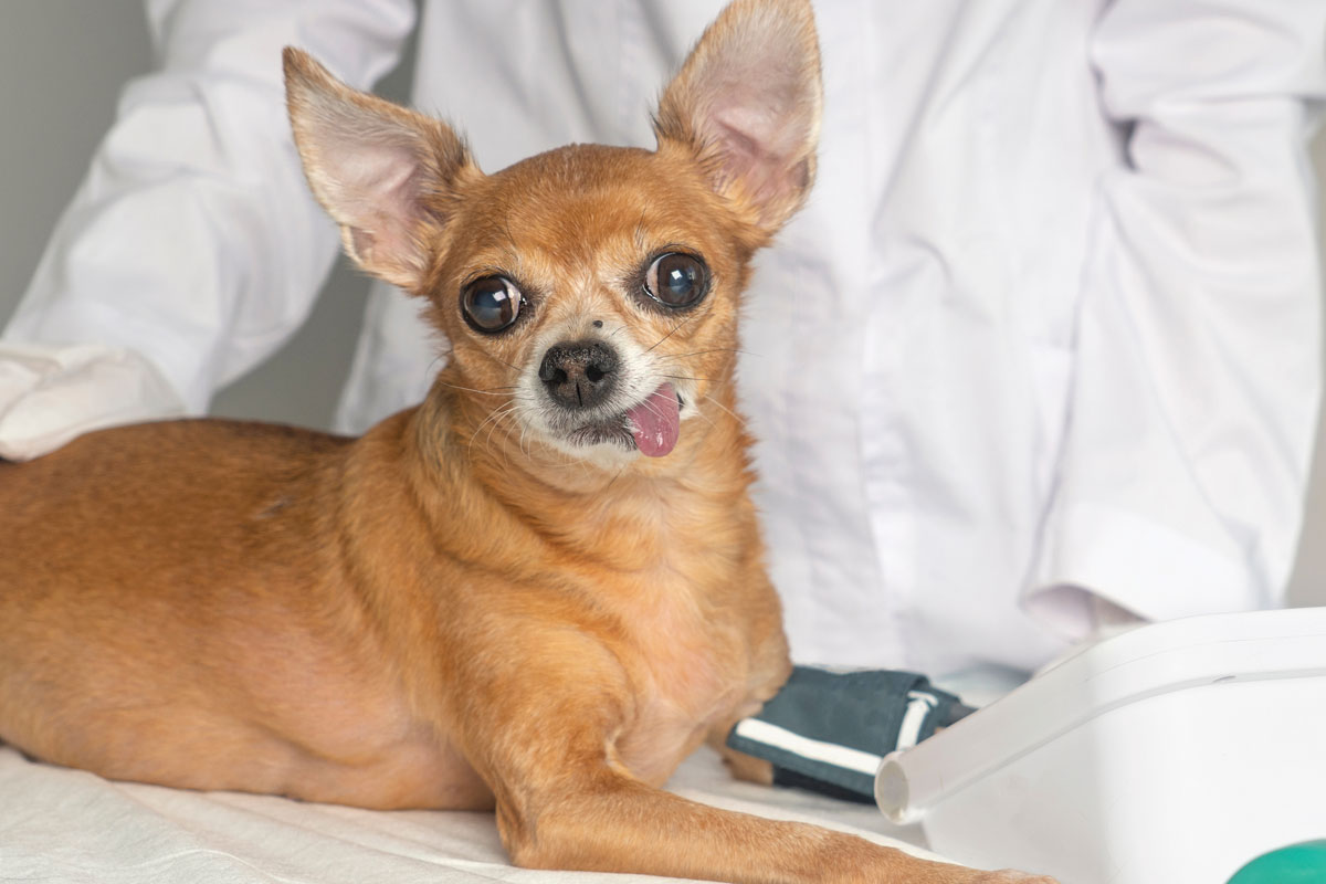 Grayson / Carroll Veterinary Clinic that does Blood Pressure Measurements