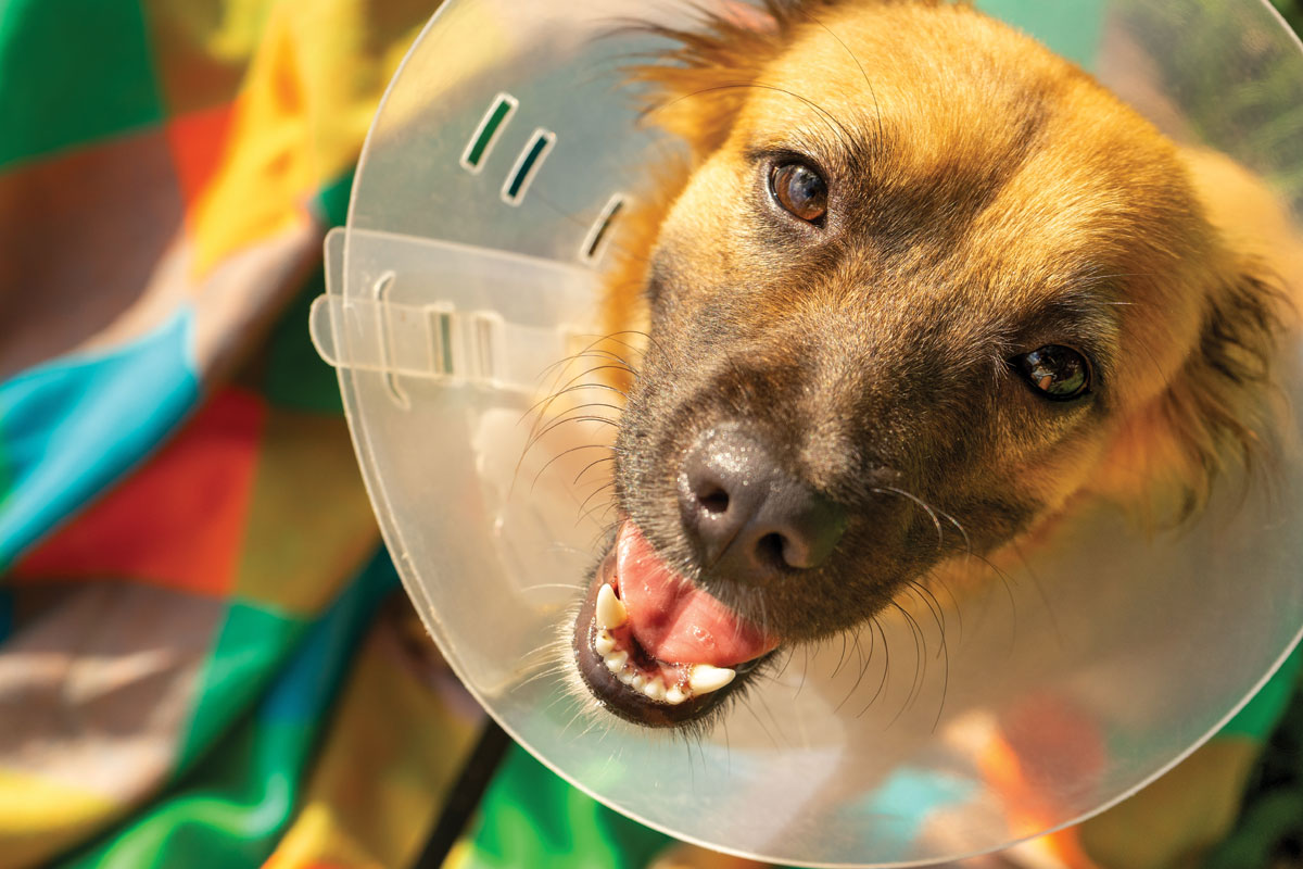 Veterinary Surgery Galax Independence Hillsville