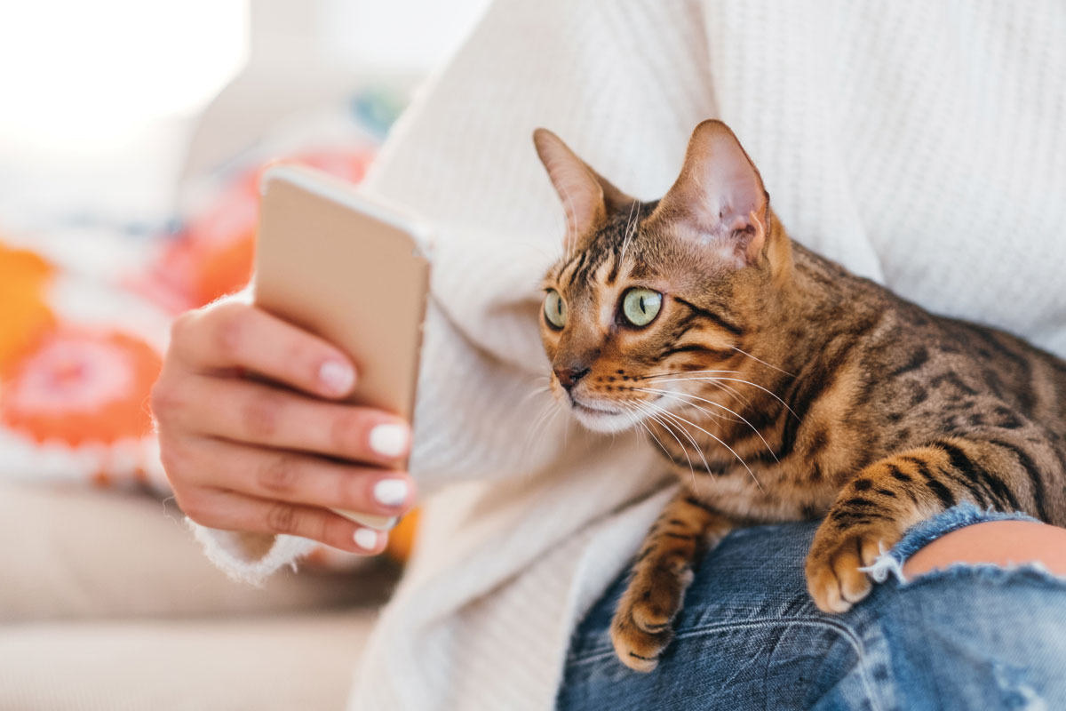Free Veterinary Pet-Records App